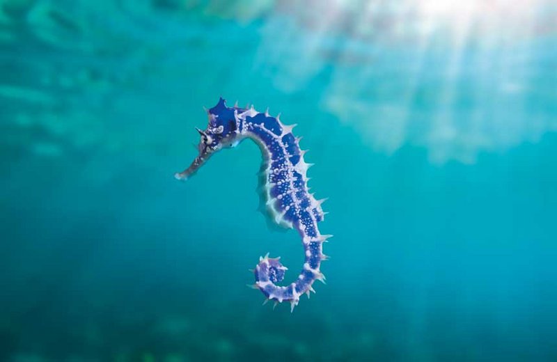 blaues Seepferdchen schwimmt im Meer