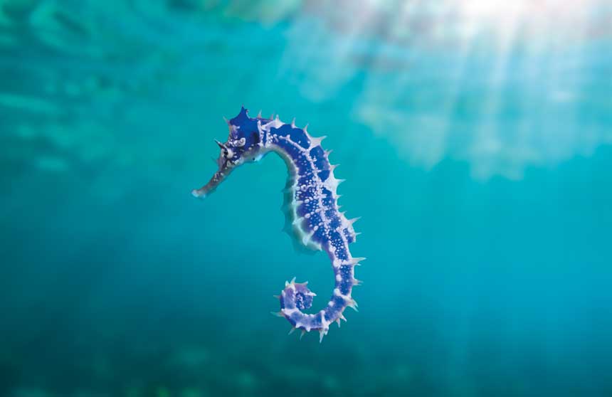 blaues Seepferdchen schwimmt in Wasser